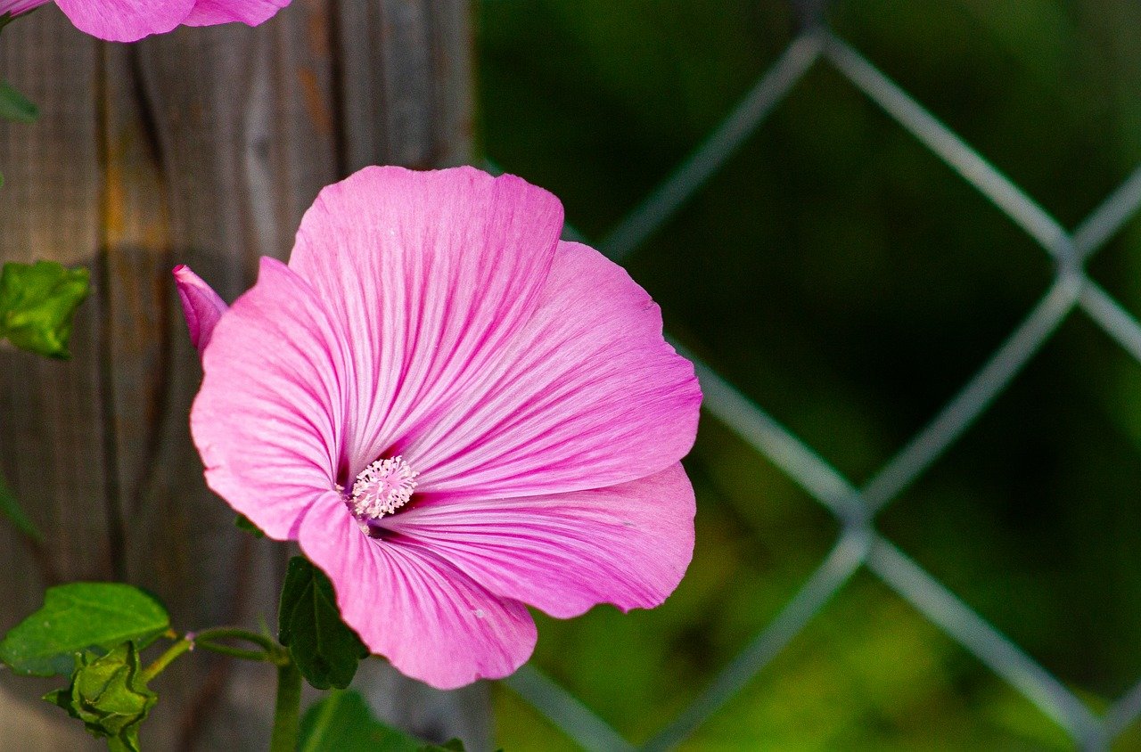 Drawing Flowers in Pastel: A Comprehensive Guide